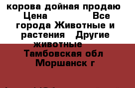 корова дойная продаю › Цена ­ 100 000 - Все города Животные и растения » Другие животные   . Тамбовская обл.,Моршанск г.